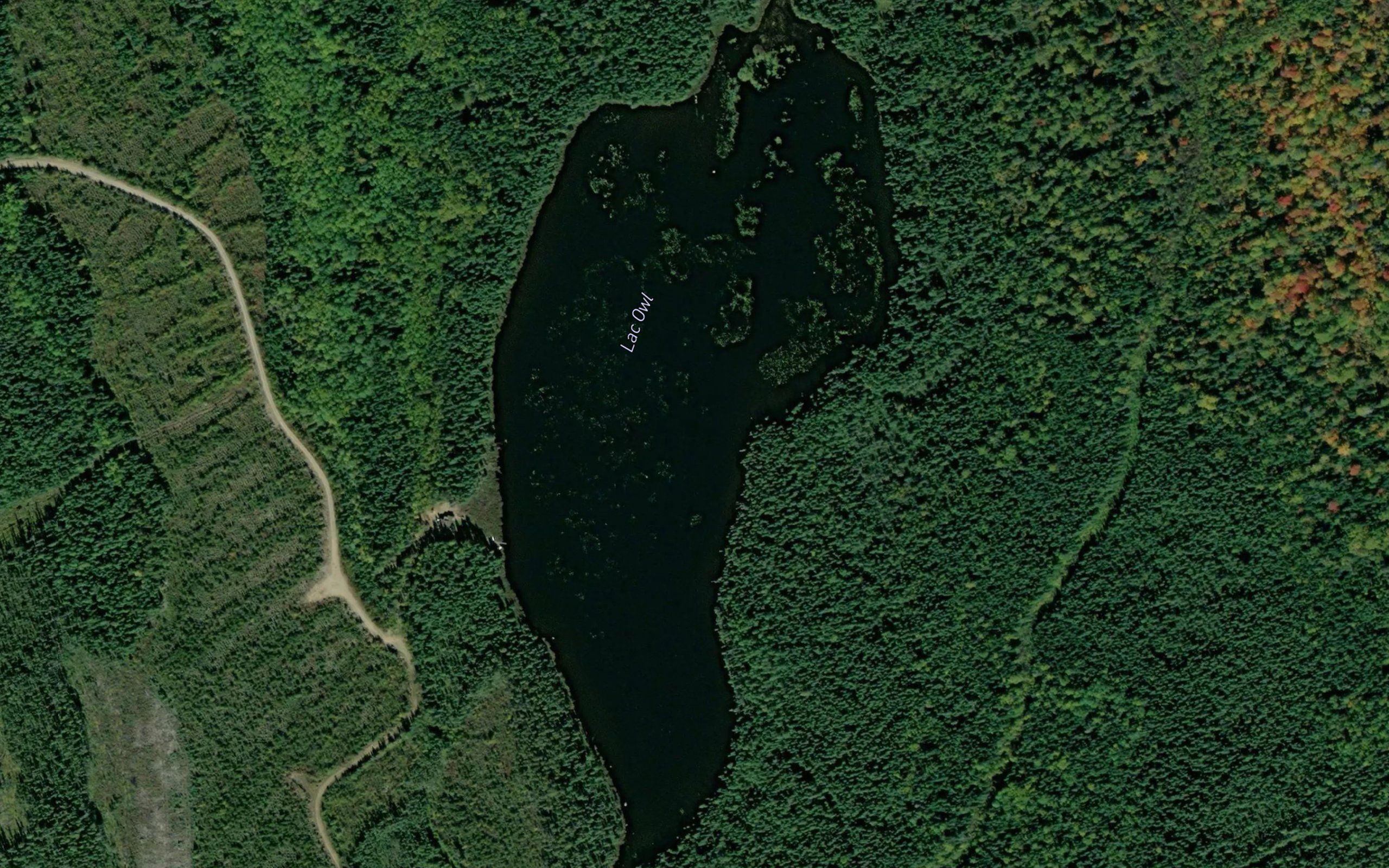 Lac Owl