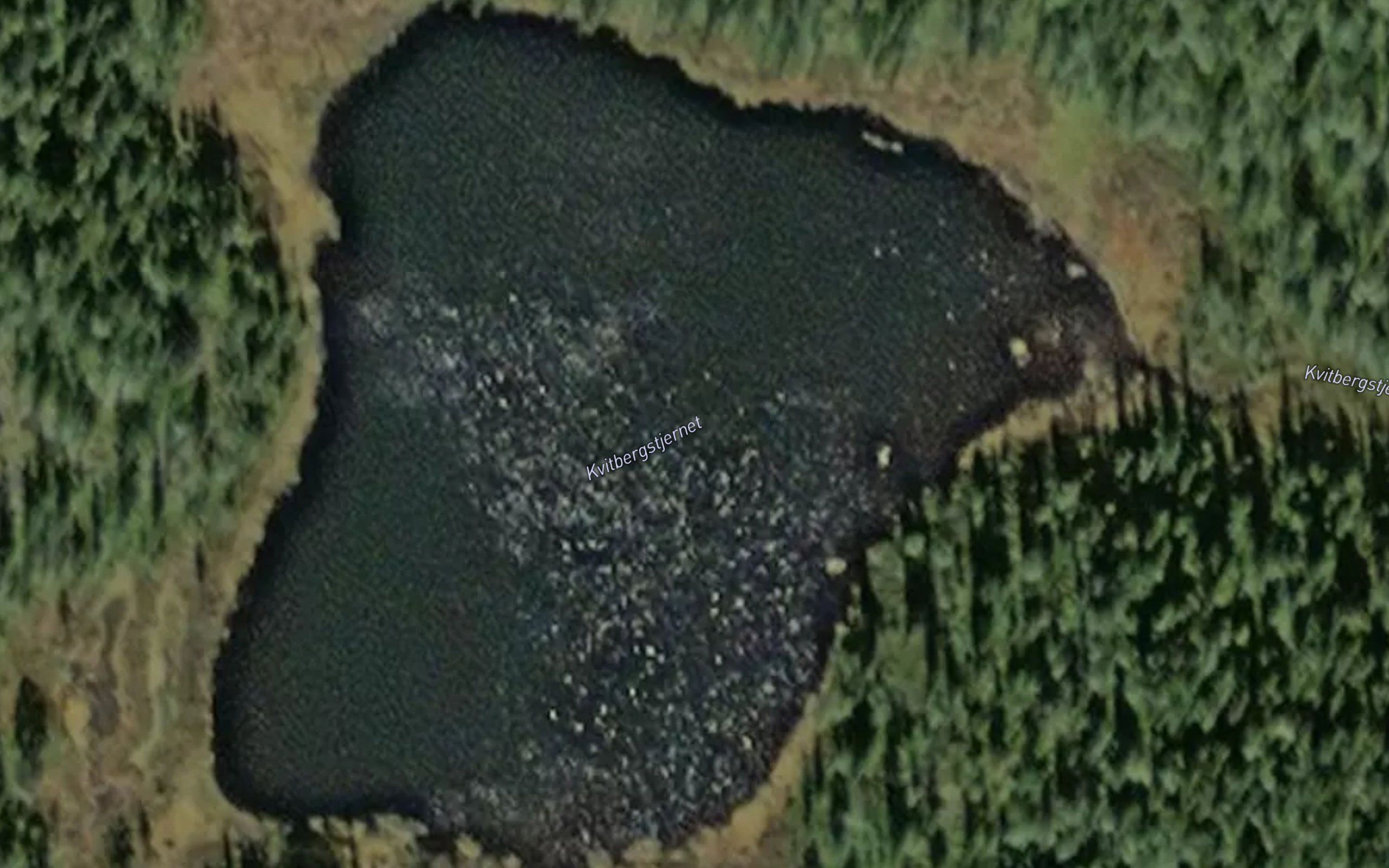 Kvitbergstjernet