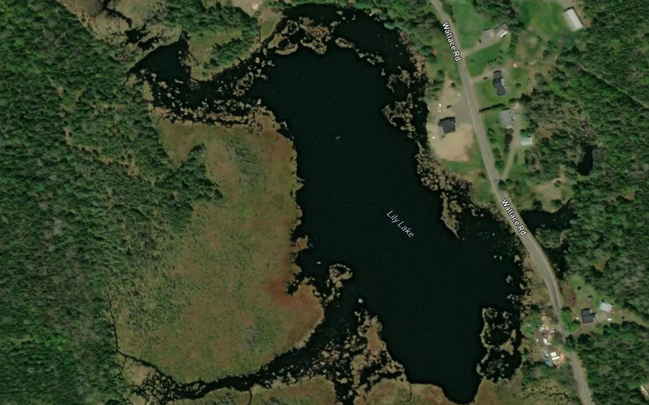 Lily Lake