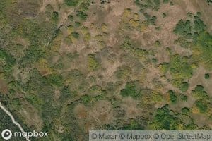 Mountain Lion Spring