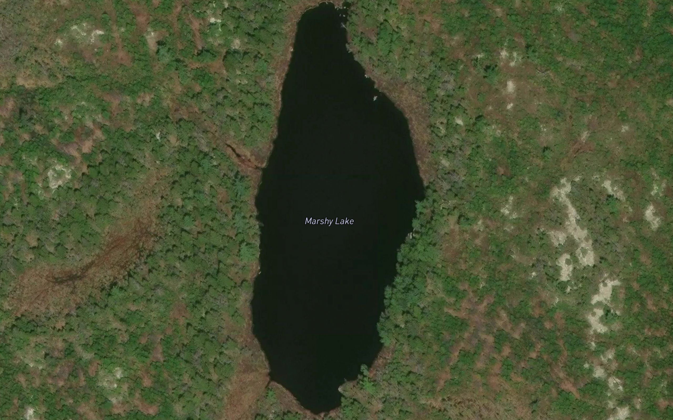 Marshy Lake