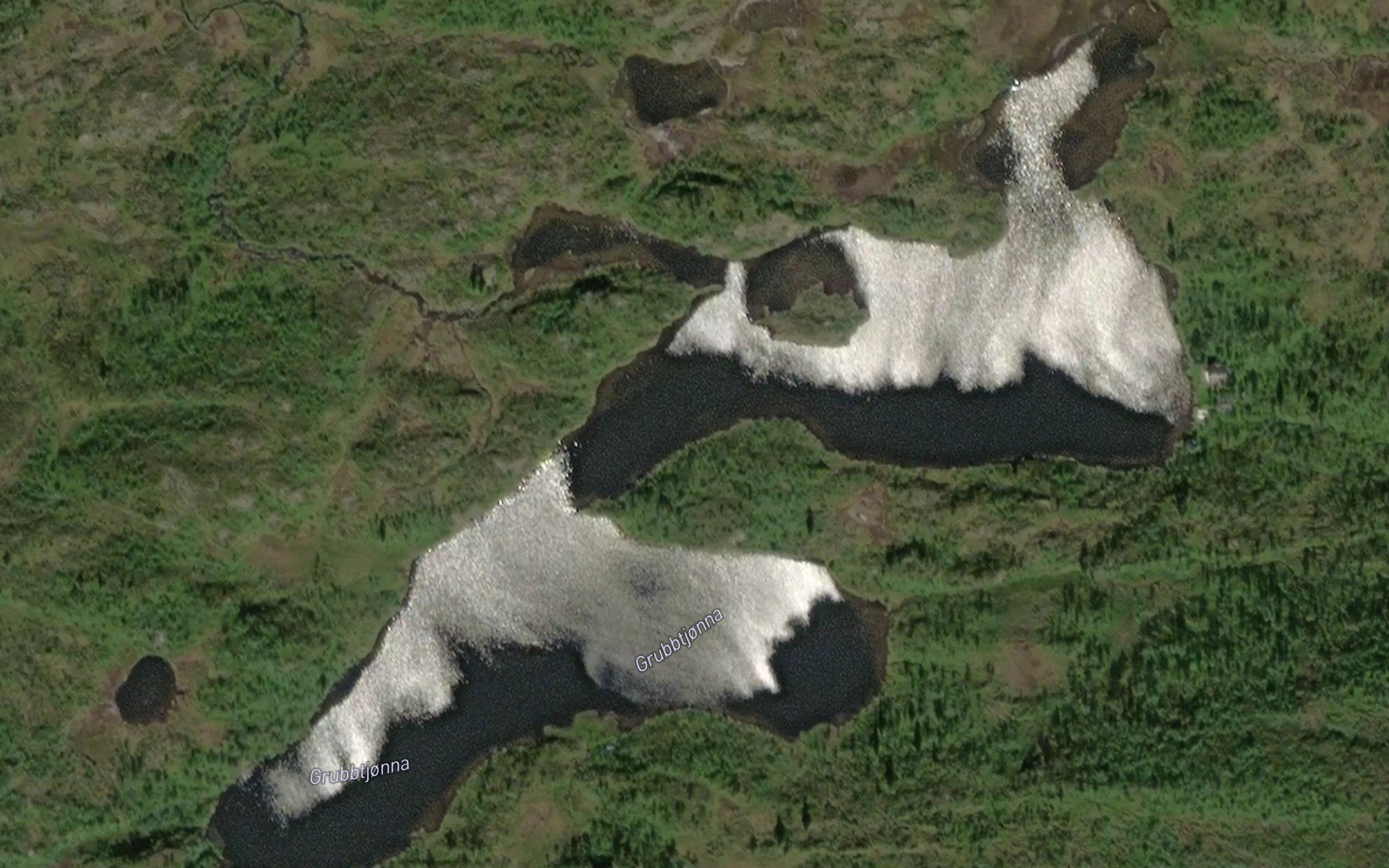 Grubbtjorna