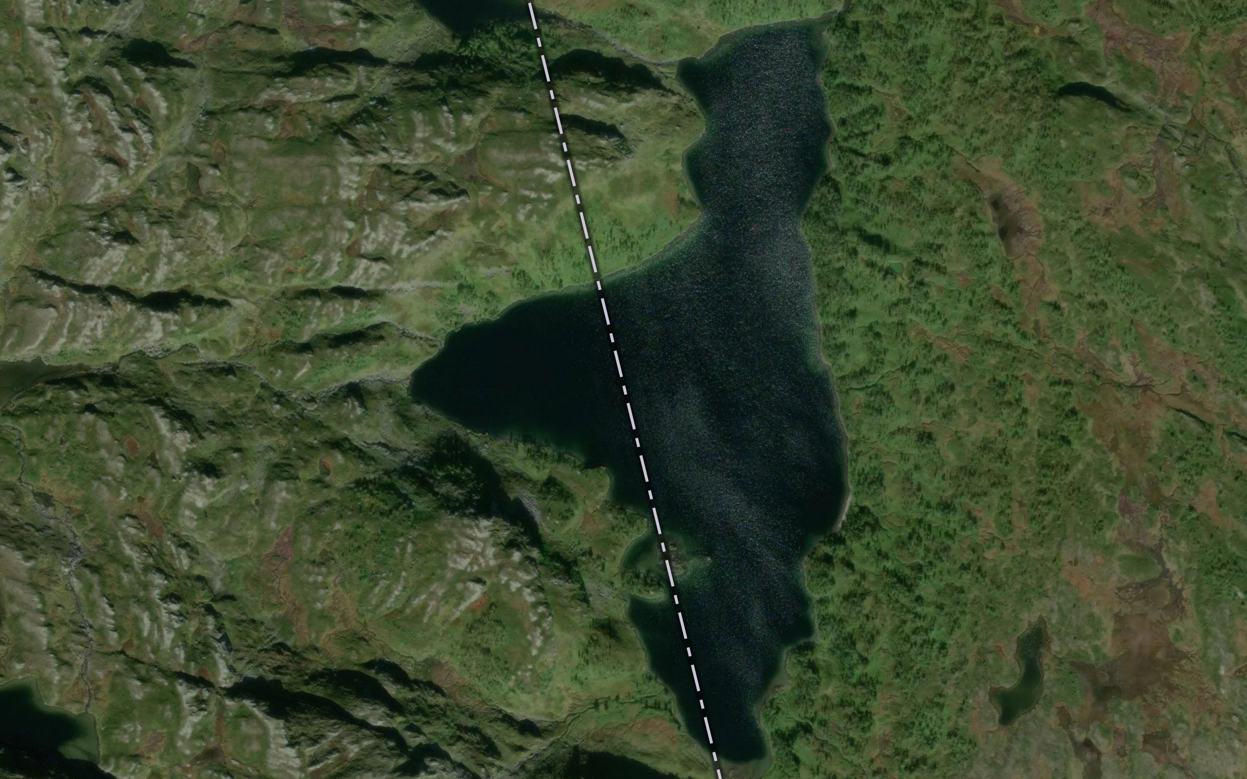Tammastjonna