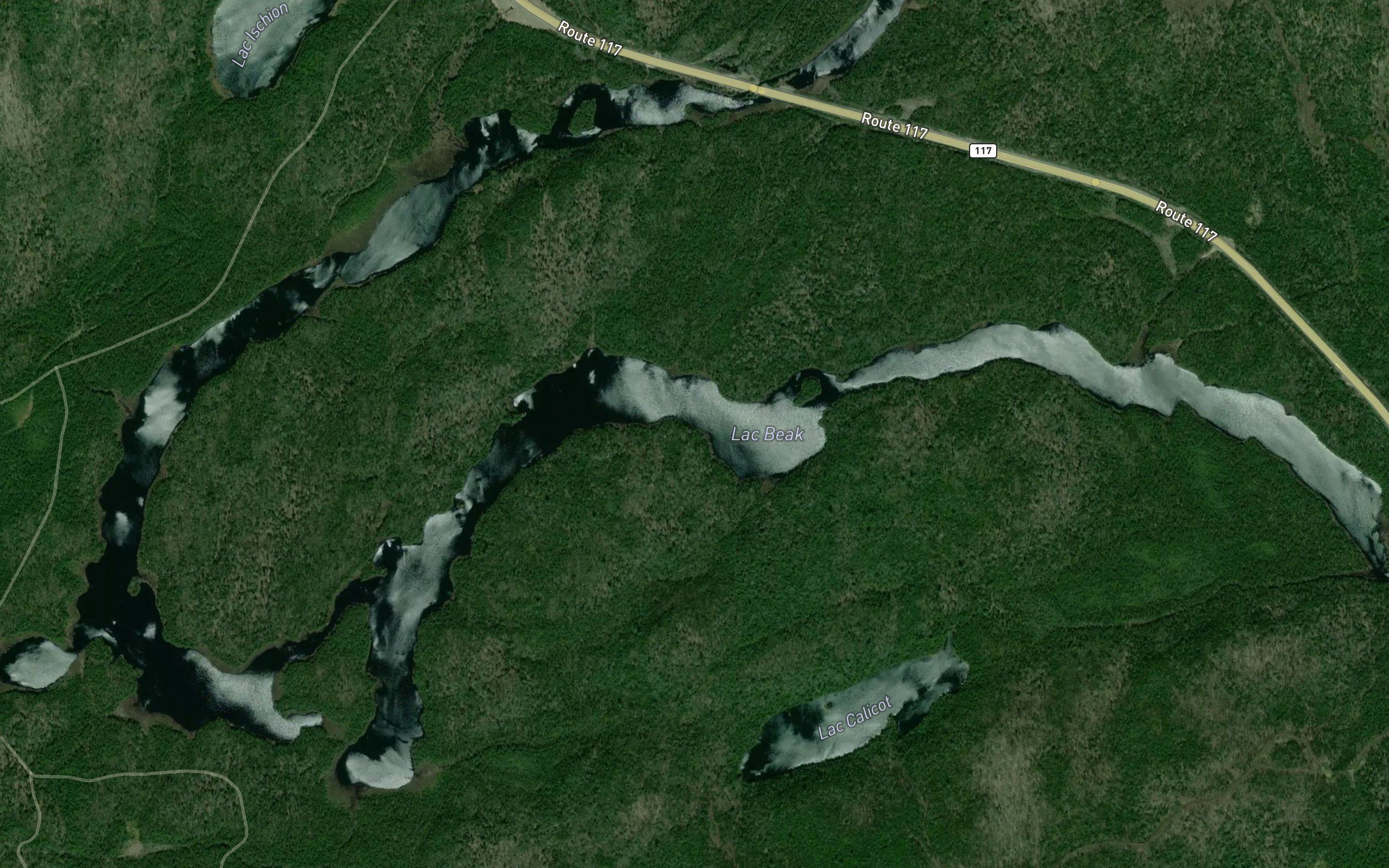 Lac Beak