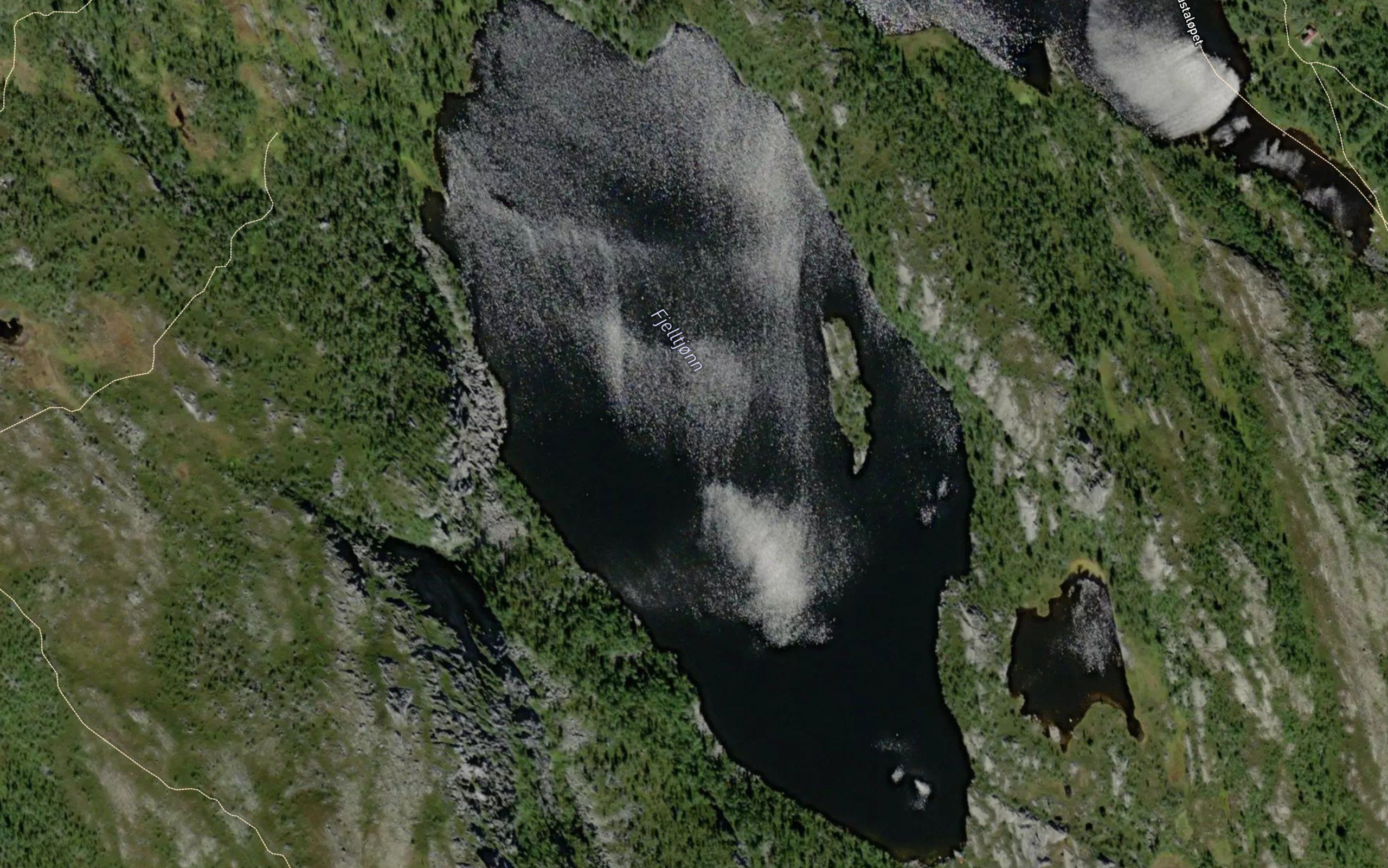 Fjelltjorn
