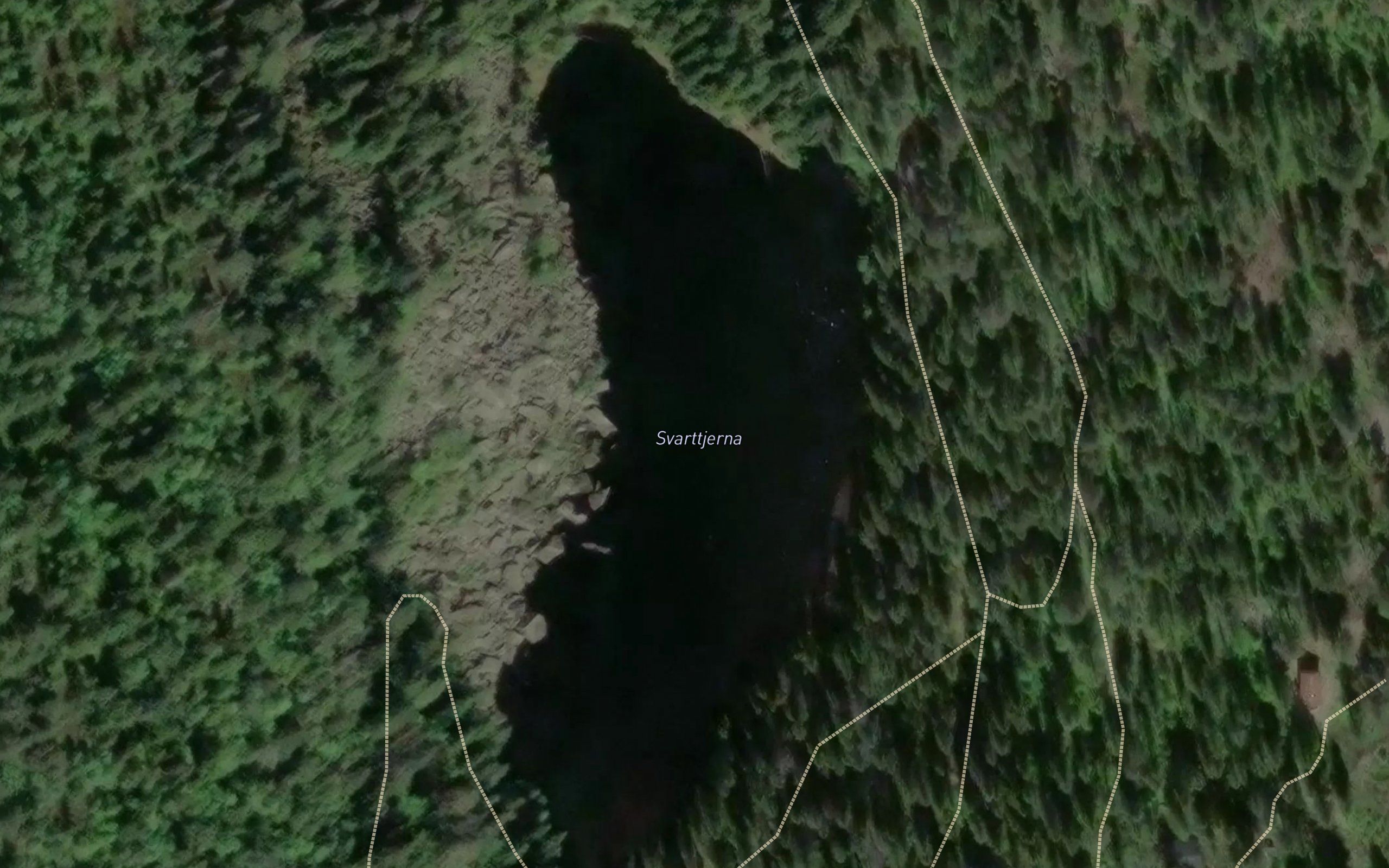 Svarttjerna