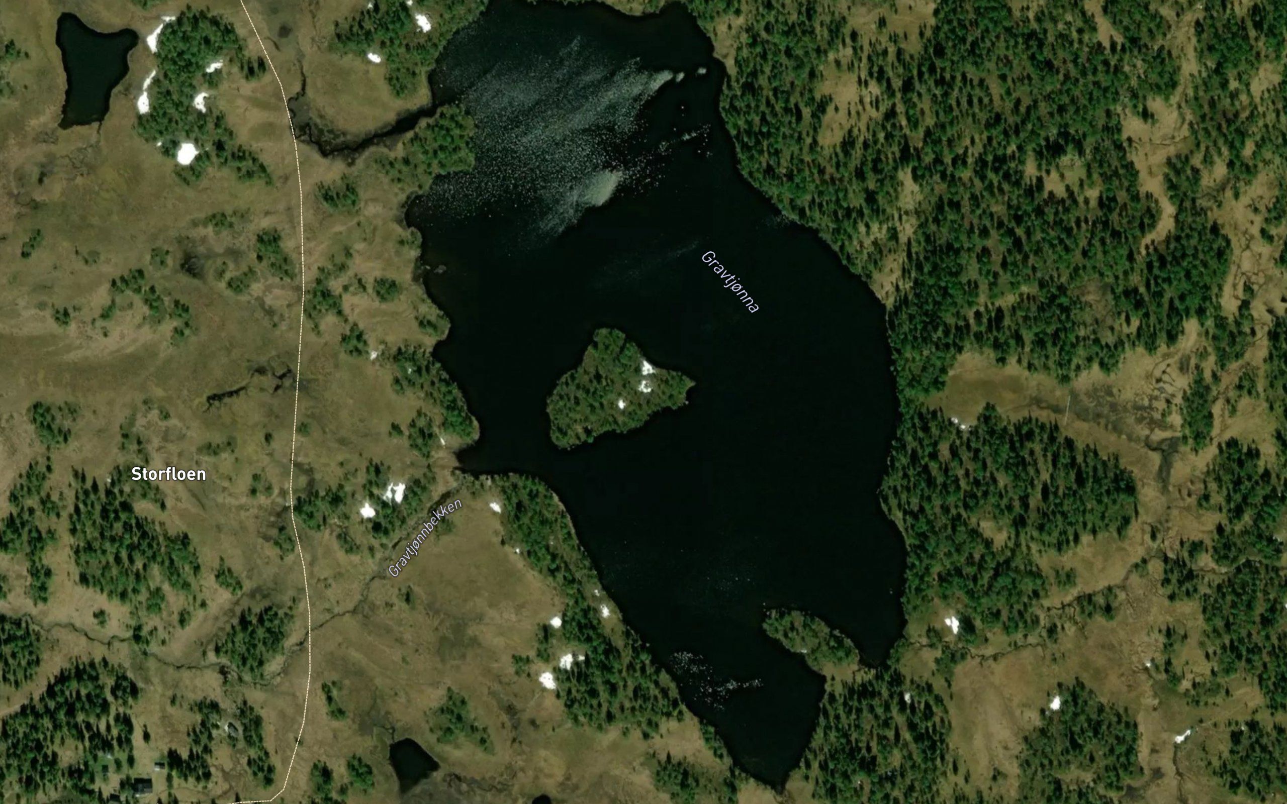 Gravtjorna