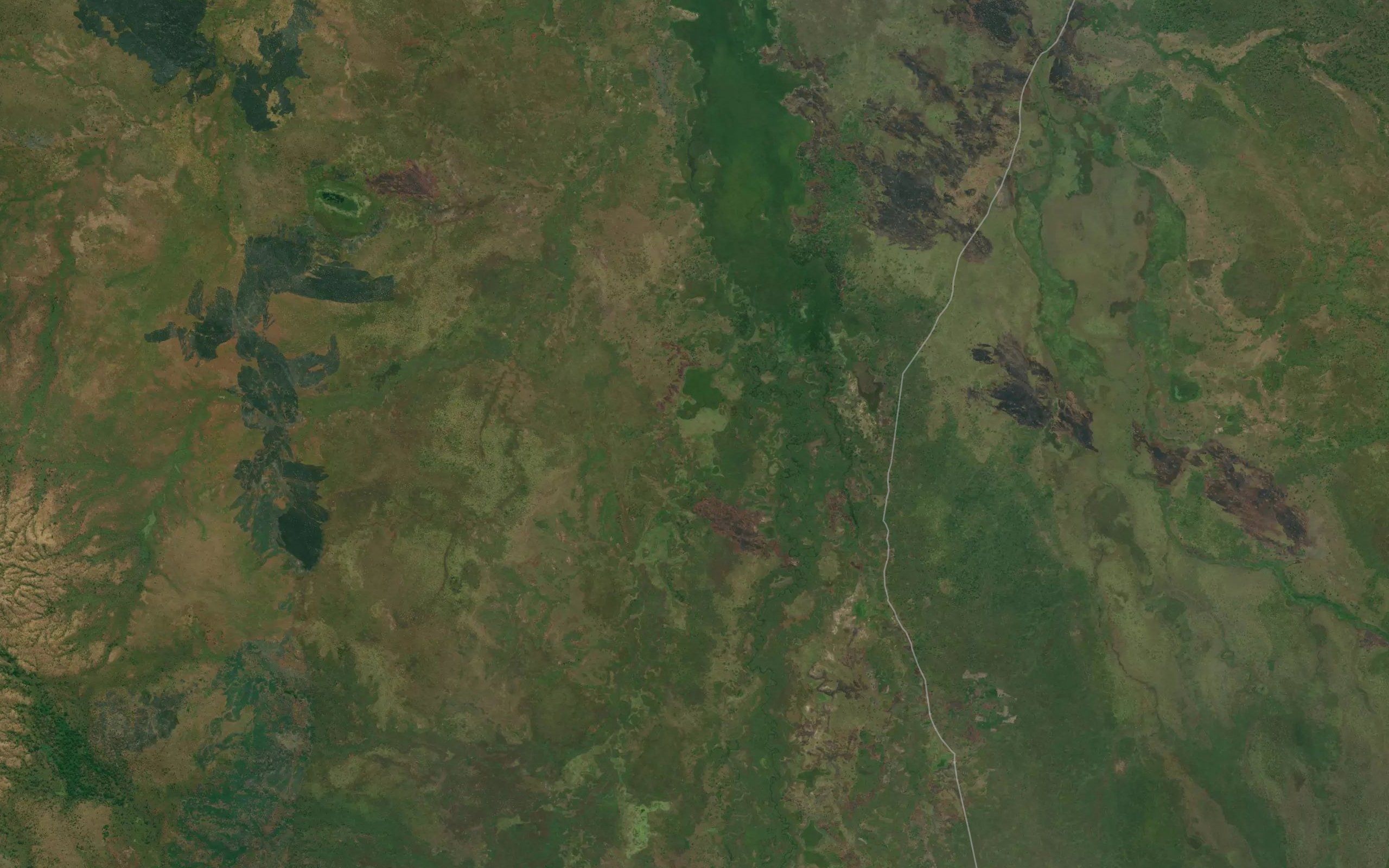 Mbungo