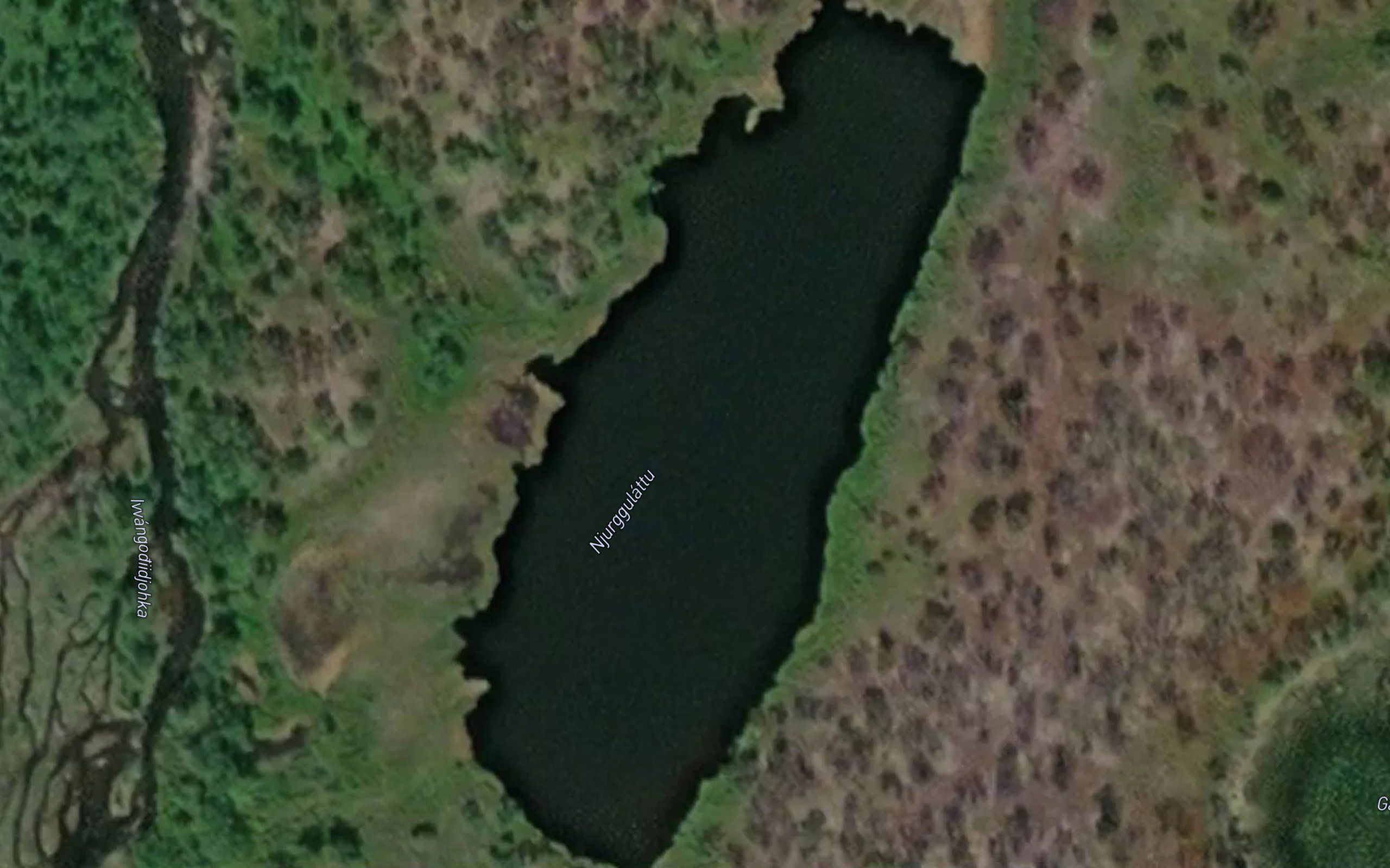 Njurggulattu