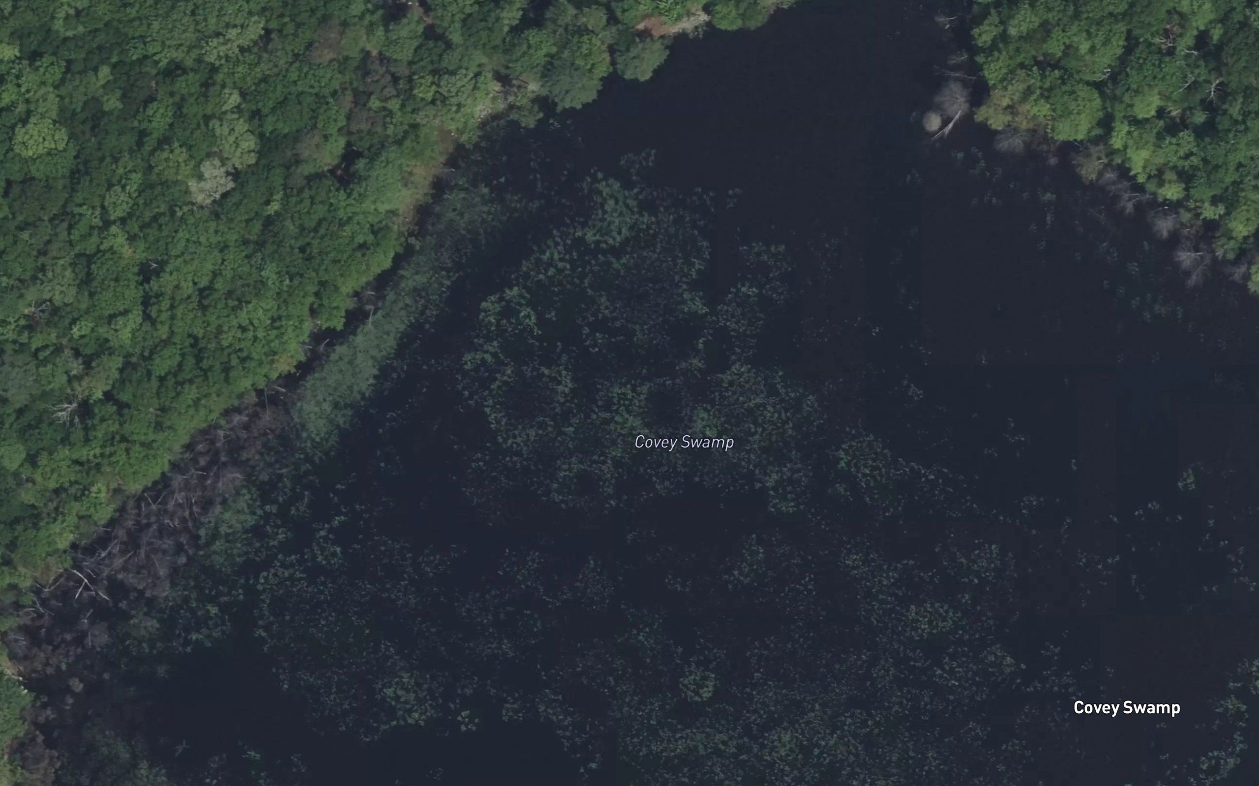 Covey Swamp