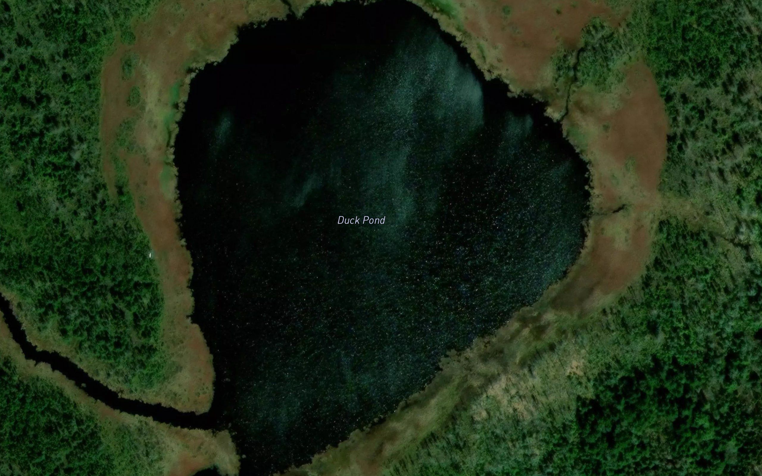 Duck Pond