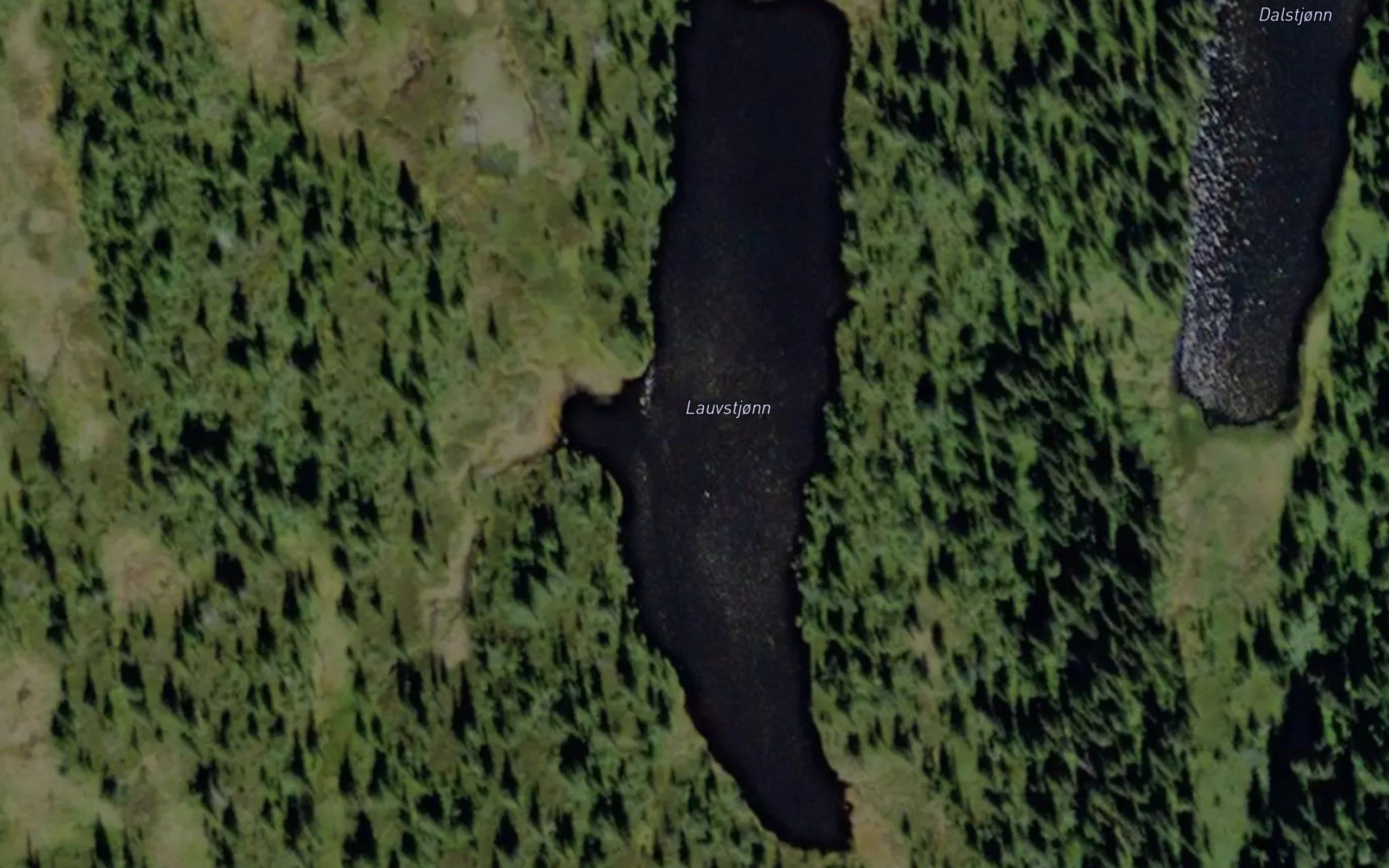 Lauvstjorn