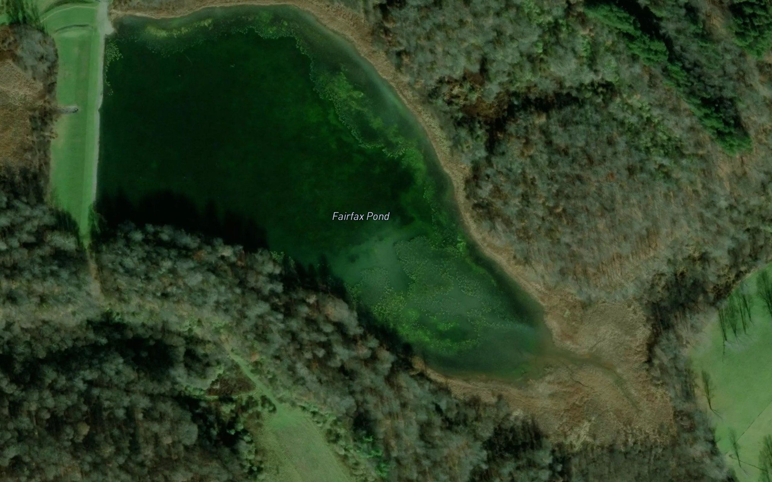 Fairfax Pond