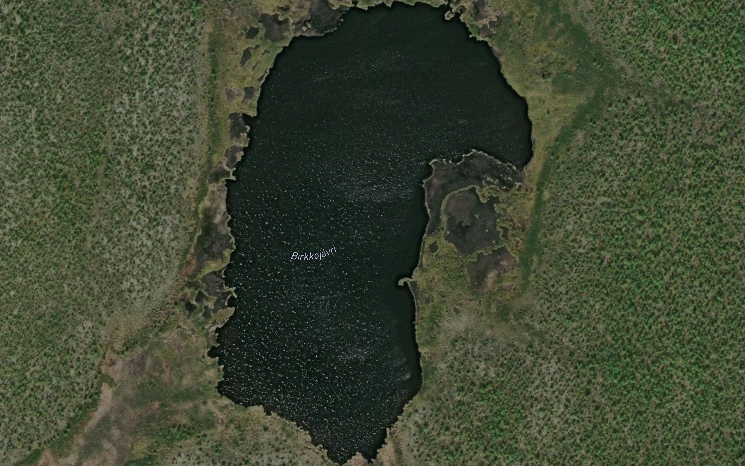 Birkujavri