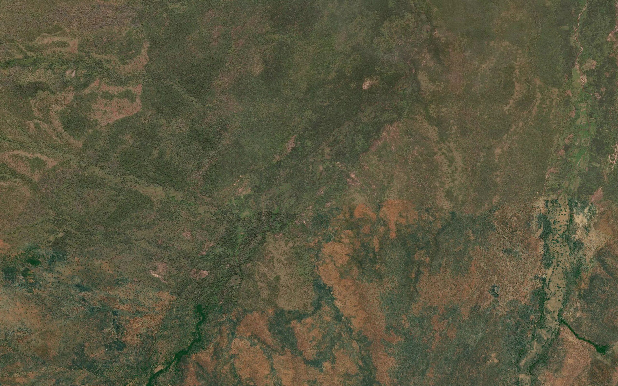 Nyamkwisa