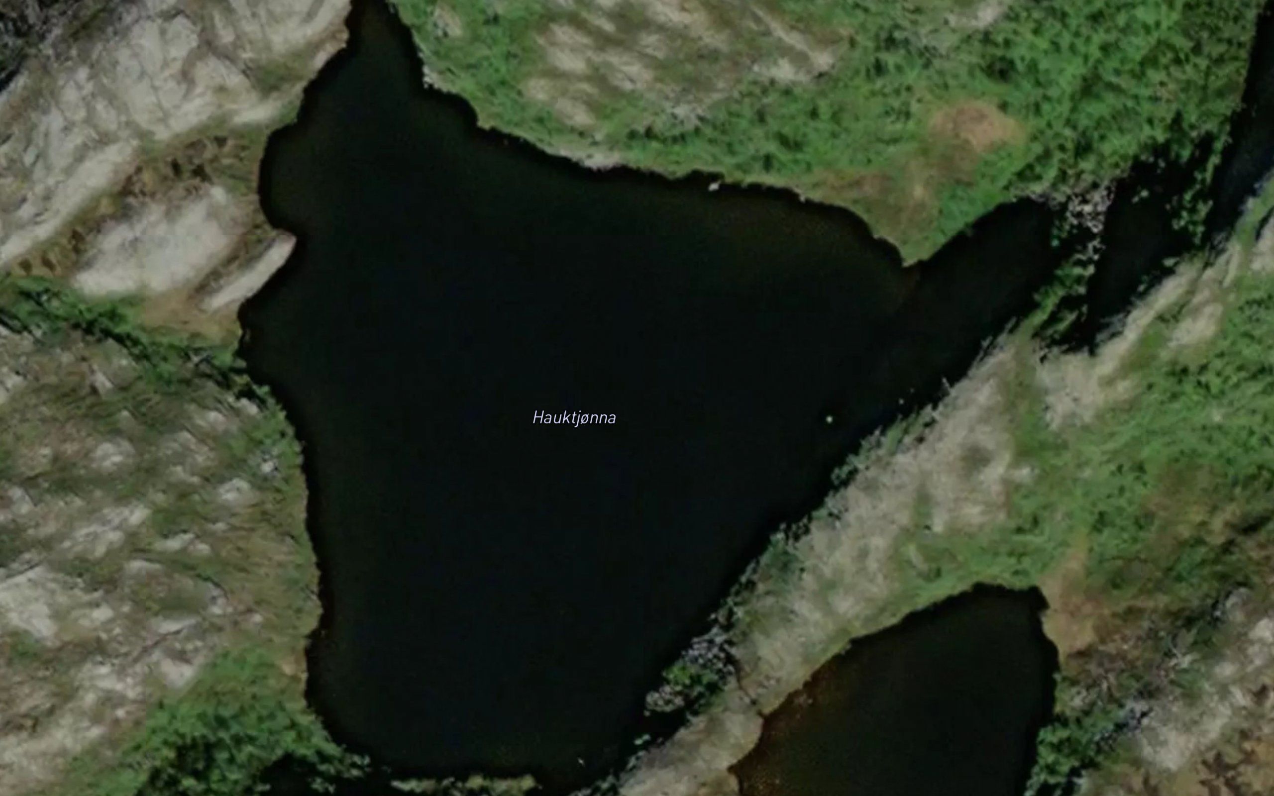 Hauktjorna
