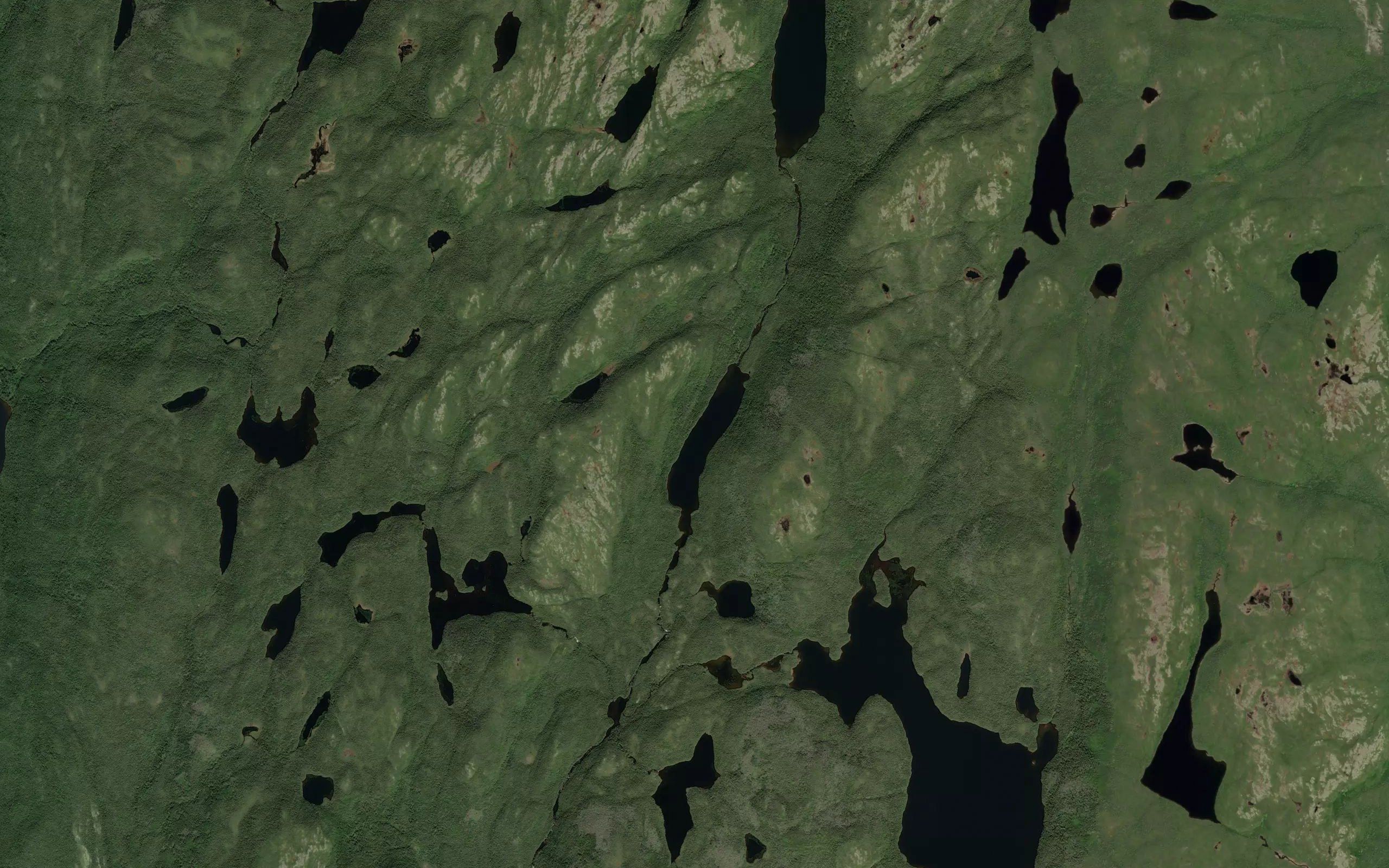 Lac Partridge