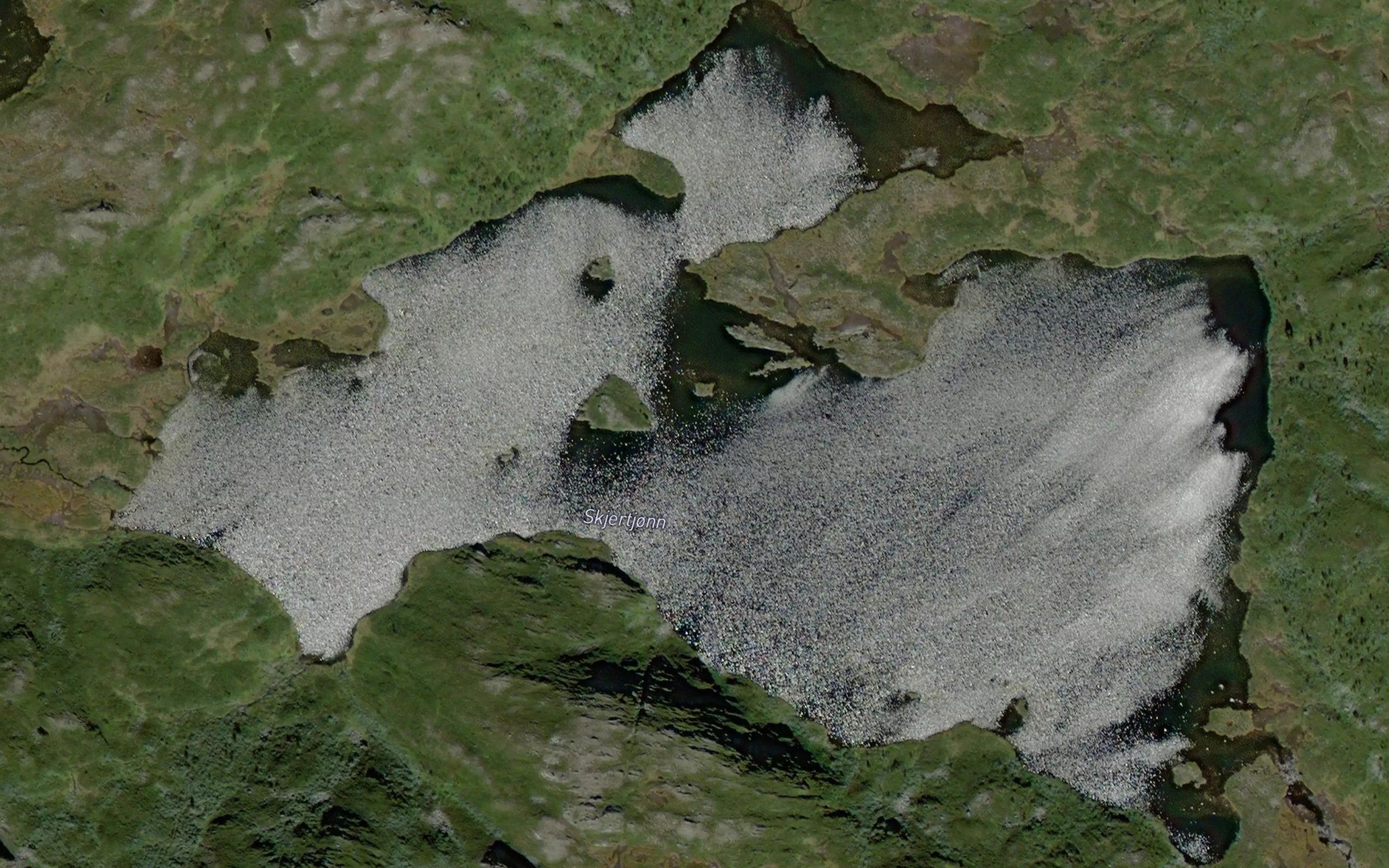 Skjertjorn