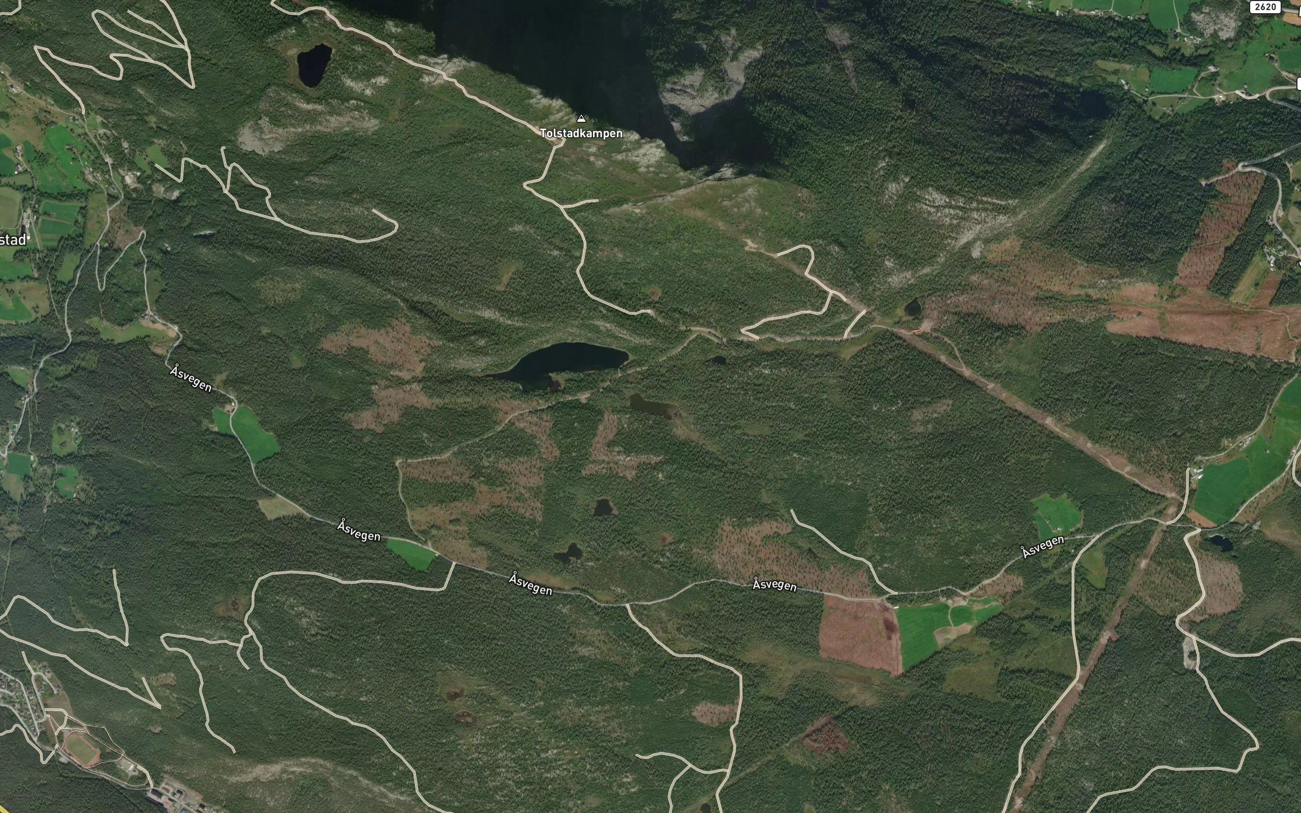 Veslsvarttjorni