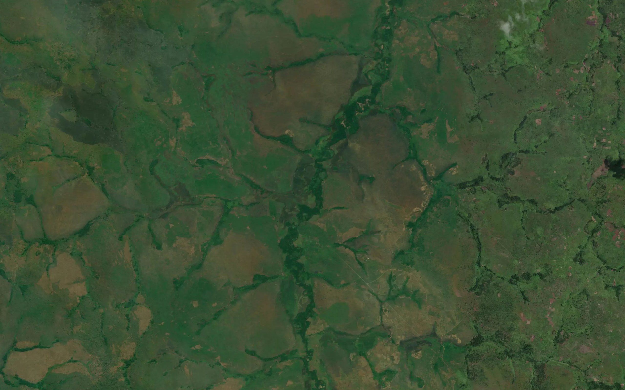Kamwana