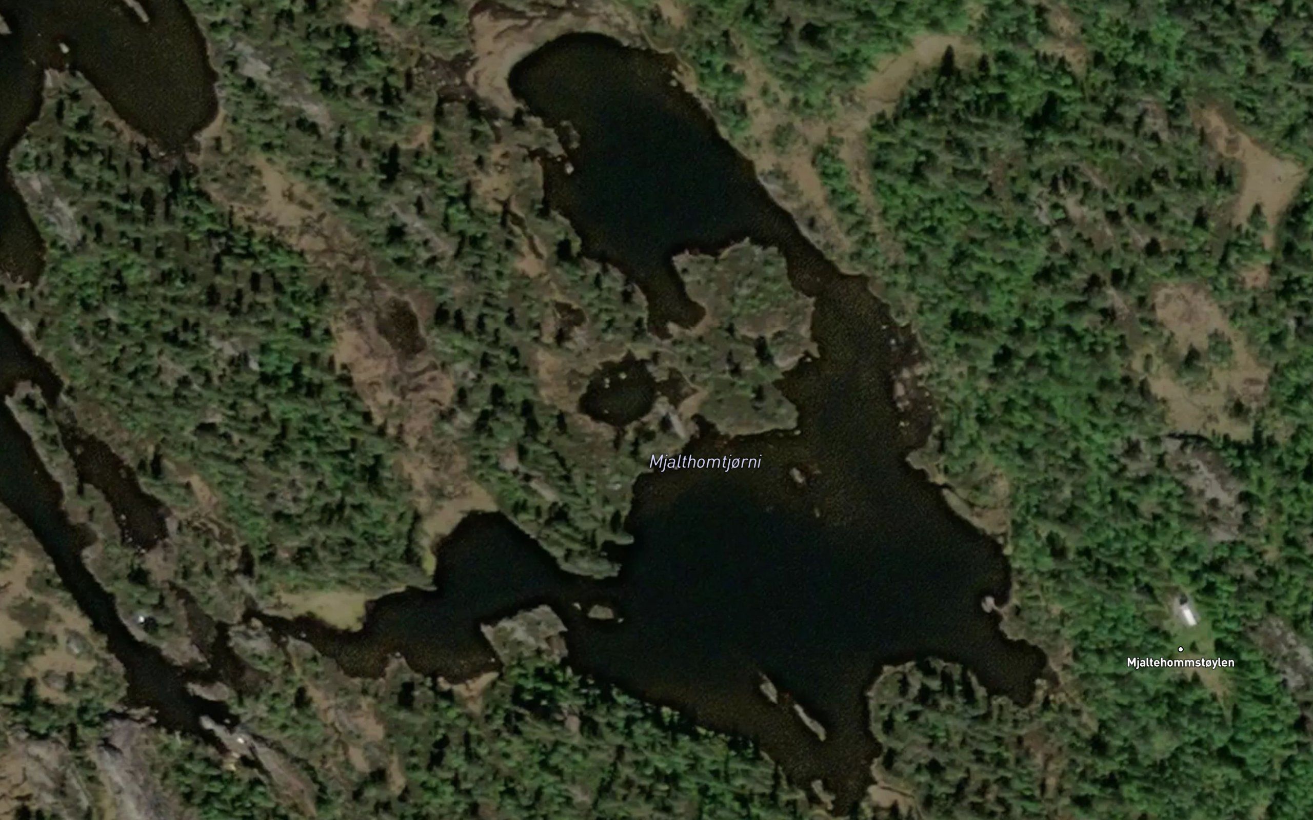 Mjalthomtjorni