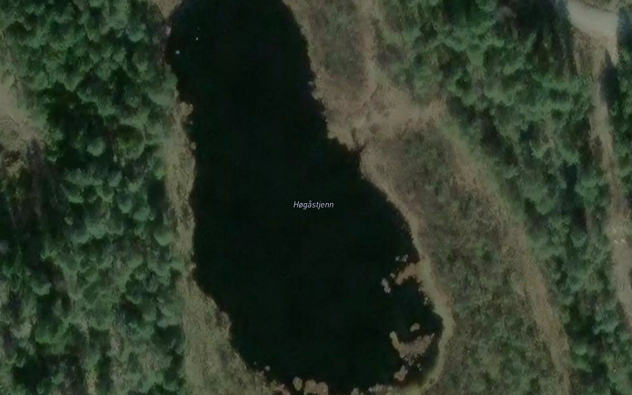 Hogastjern