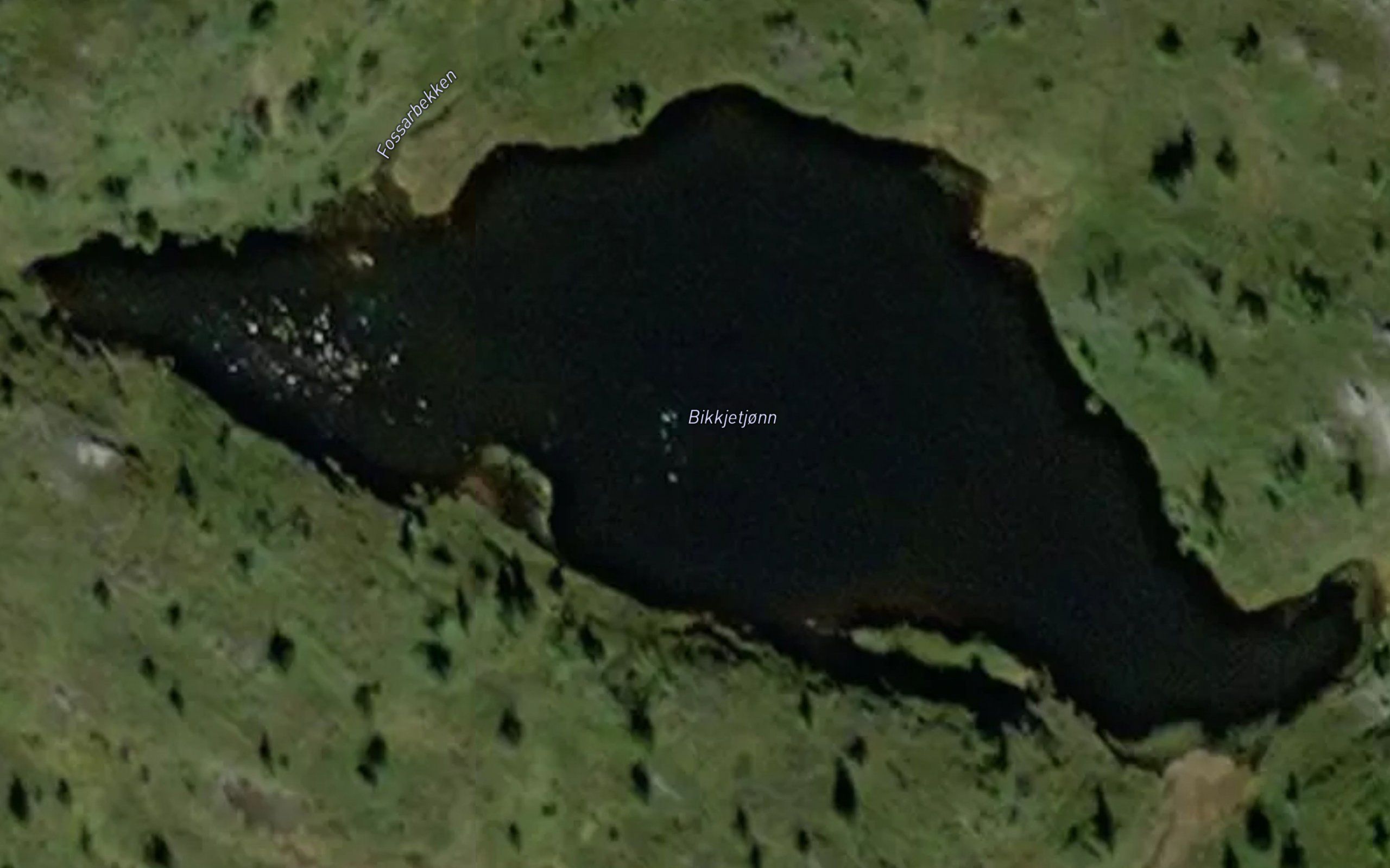 Bikkjetjorn