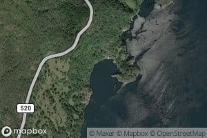 Klubbavika