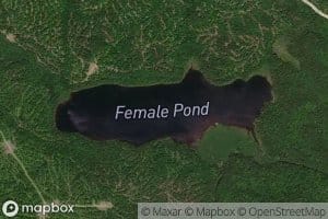 Female Pond