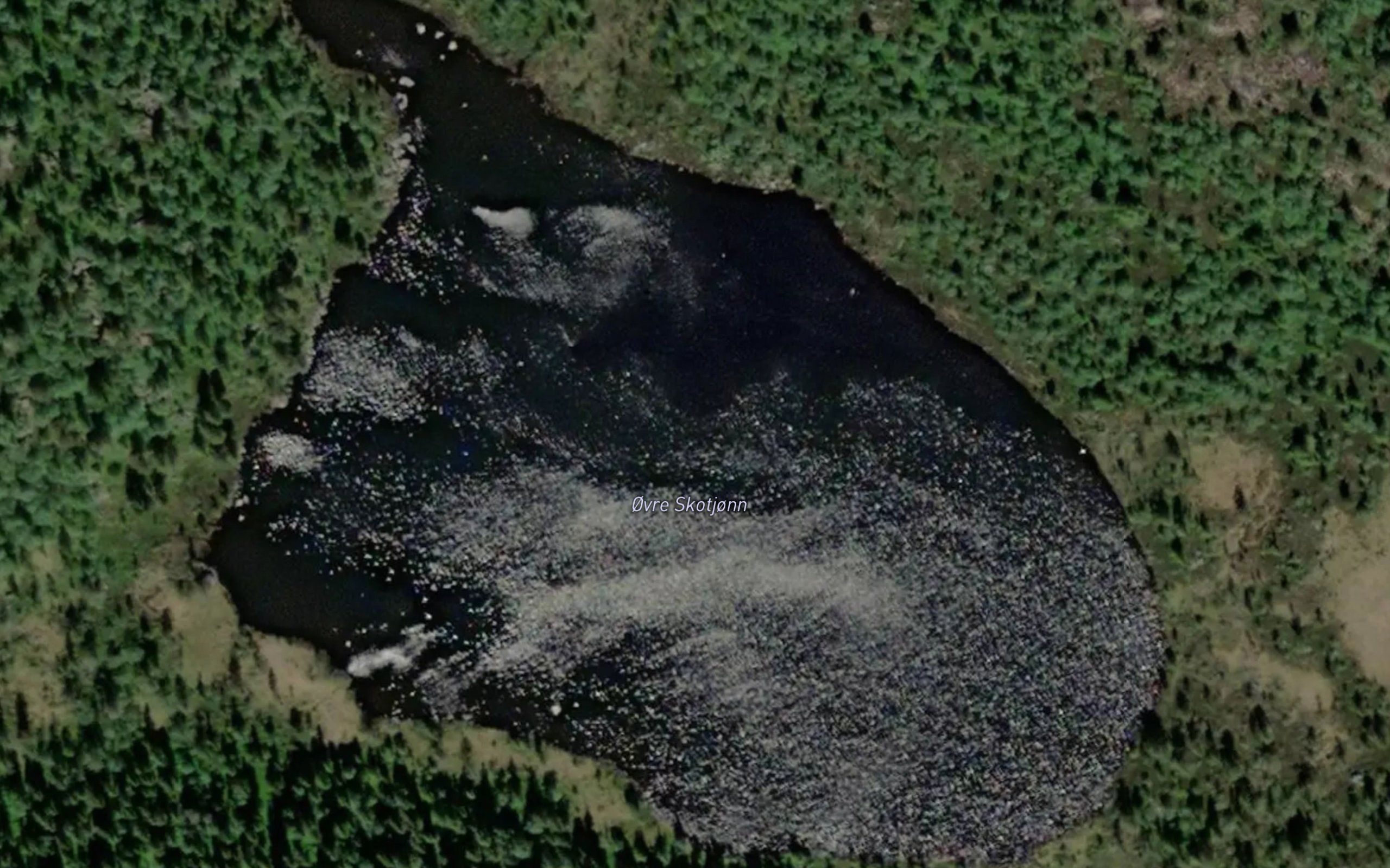 Skotjorn,l