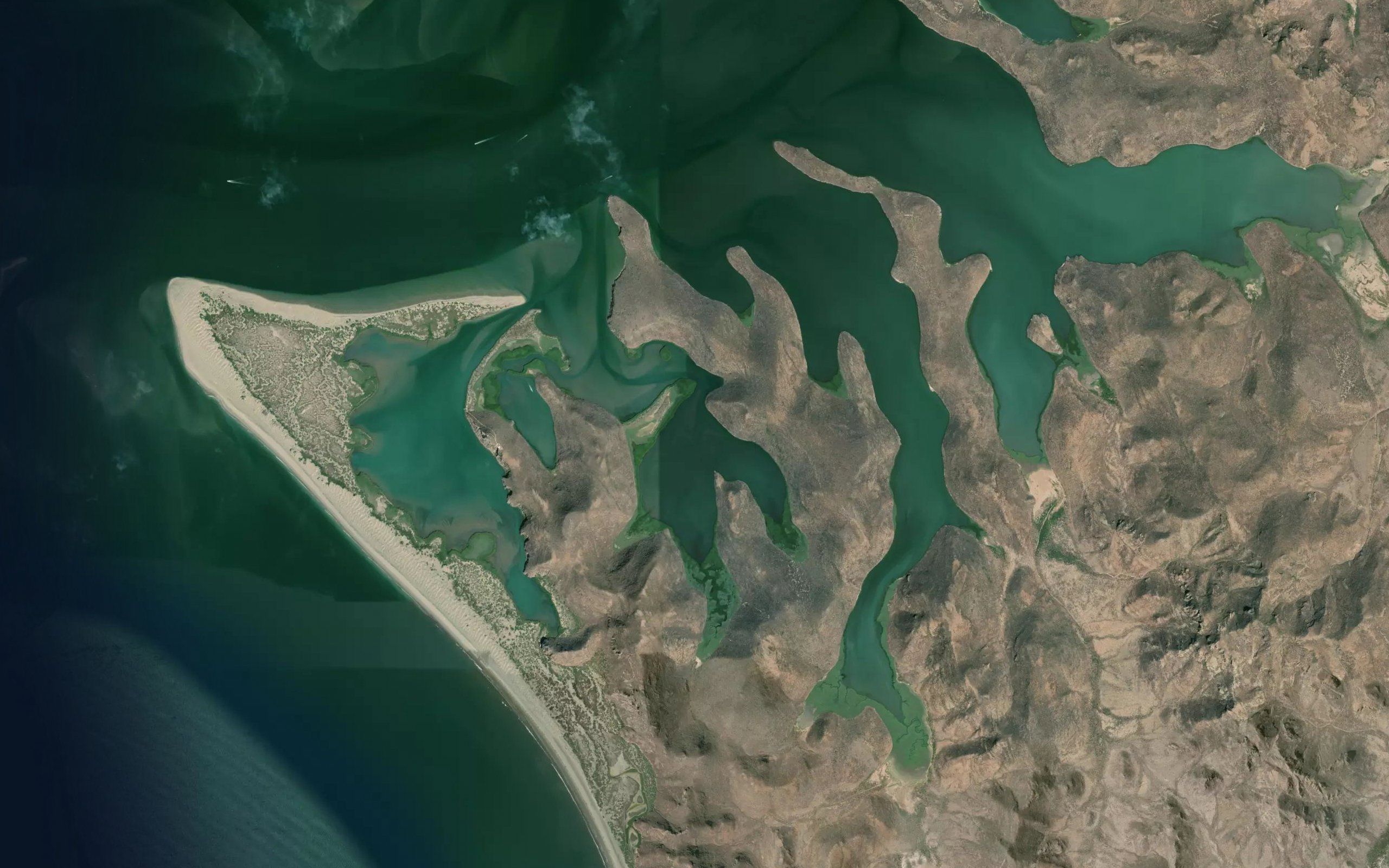 Ensenada el Bichi