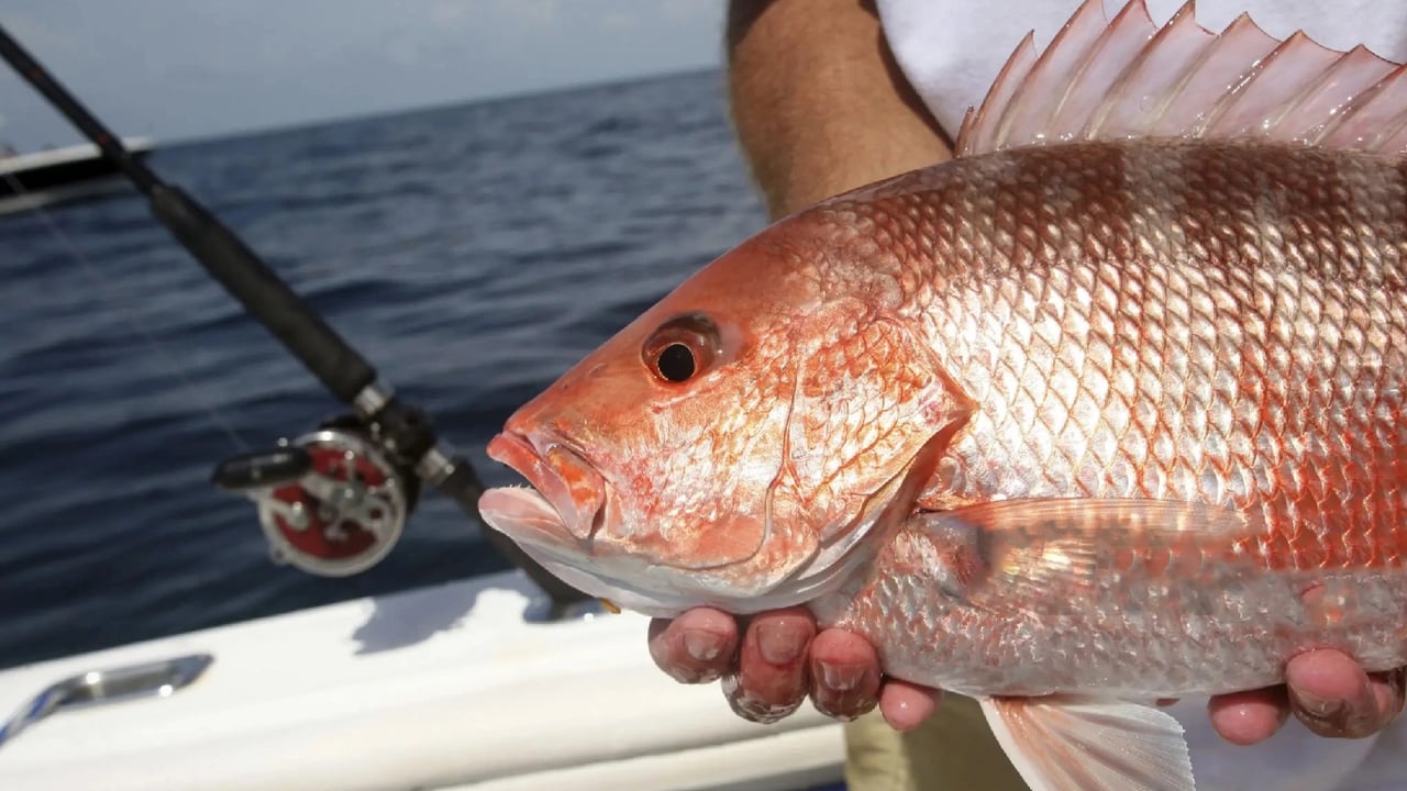 Red Snapper Season: Your Comprehensive Guide