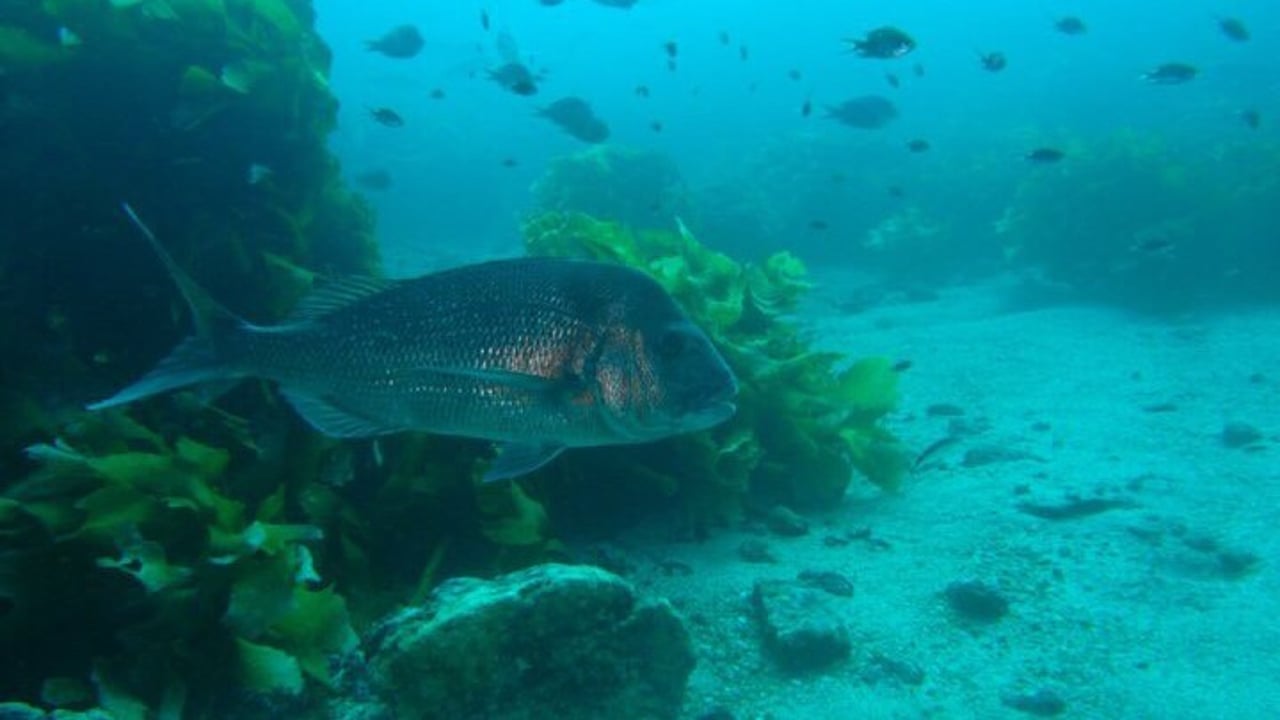 Freshwater Shellfish In Victoria Fishing in Victoria: Best Spots & Seasons Guide