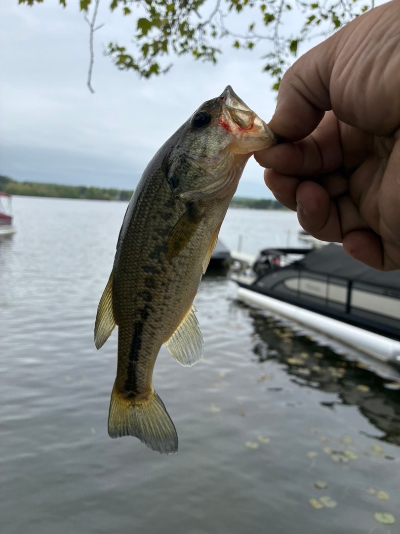Edinboro Lake Fishing near Edinboro, PA | Fishbox