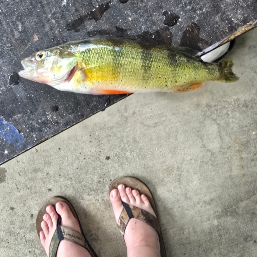 Edinboro Lake Fishing near Edinboro, PA | Fishbox