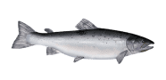 /fish-species/atlantic-salmon
