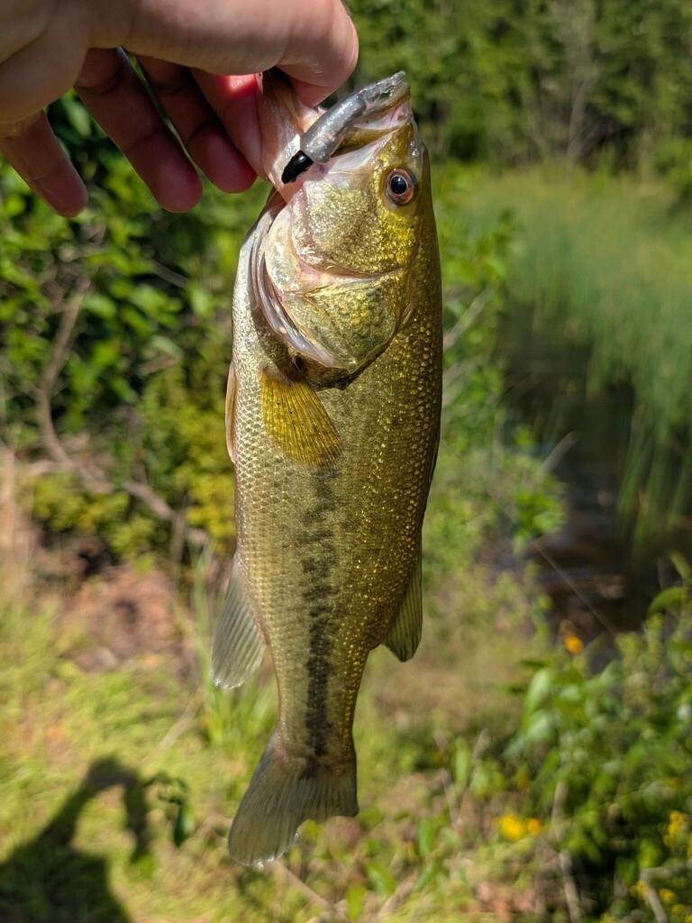jargemouth bass