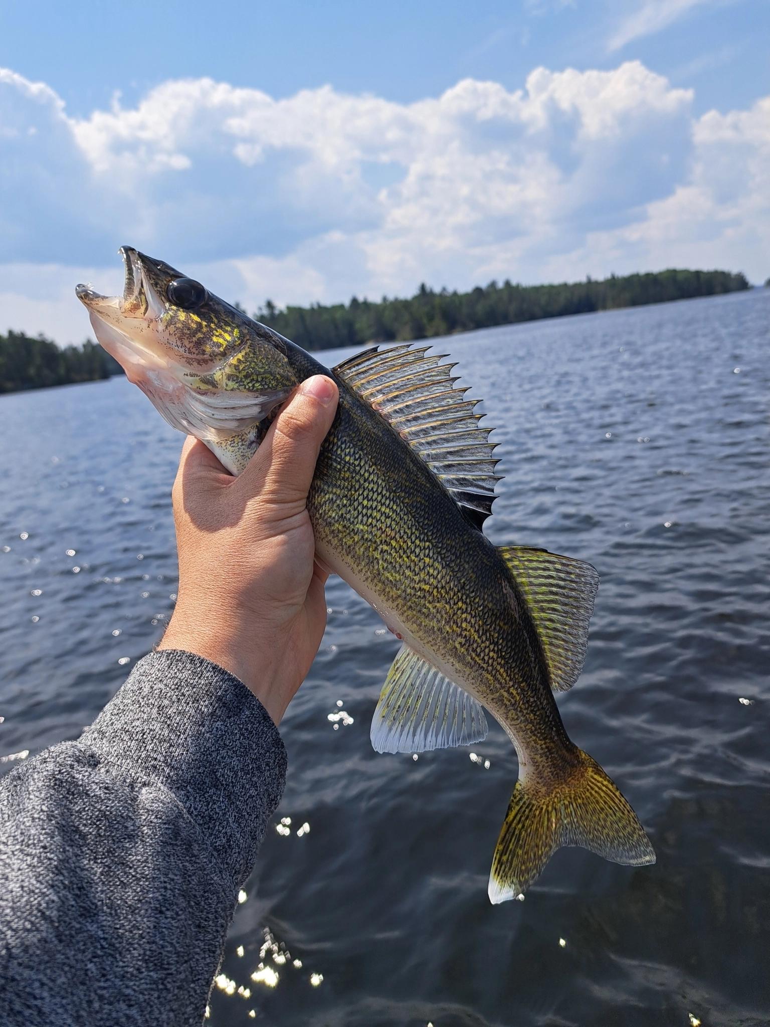 walleye