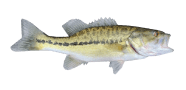 /fish-species/alabama-bass