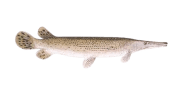 /fish-species/alligator-gar