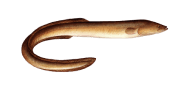/fish-species/american-eel