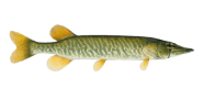 /fish-species/american-pickerel