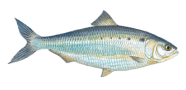 /fish-species/american-shad