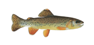 /fish-species/apache-trout