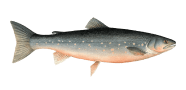 /fish-species/arctic-char