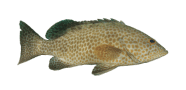 /fish-species/areolate-grouper