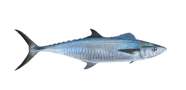 /fish-species/atlantic-bluefin-tuna