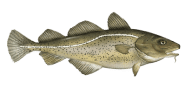 /fish-species/atlantic-cod