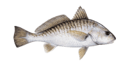 /fish-species/atlantic-croaker