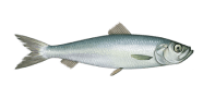 /fish-species/atlantic-herring